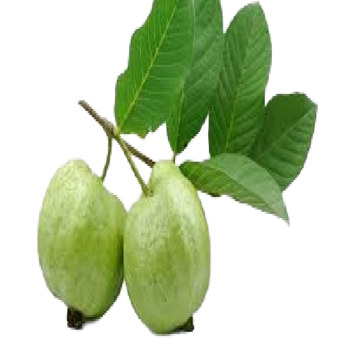Guayaba